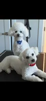 TJ and Snowhite, a male Bichon Frise for sale in Atlanta, GA – 2 of 2
