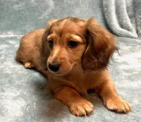 Sandy, a female Miniature Dachshund for sale in Tempe, AZ – Photo 4 of 4