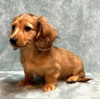 Sandy, a female Miniature Dachshund for sale in Tempe, AZ – Photo 2 of 4