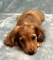 Sandy, a female Miniature Dachshund for sale in Tempe, AZ – Photo 3 of 4