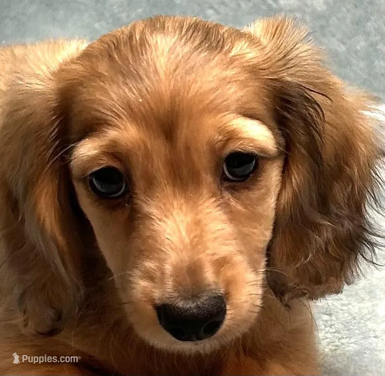 Sandy – Miniature Dachshund puppy for sale in Tempe, AZ