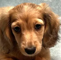 Sandy, a female Miniature Dachshund for sale in Tempe, AZ – Photo 1 of 4