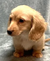 Ash, a male Miniature Dachshund for sale in Tempe, AZ – Photo 2 of 4