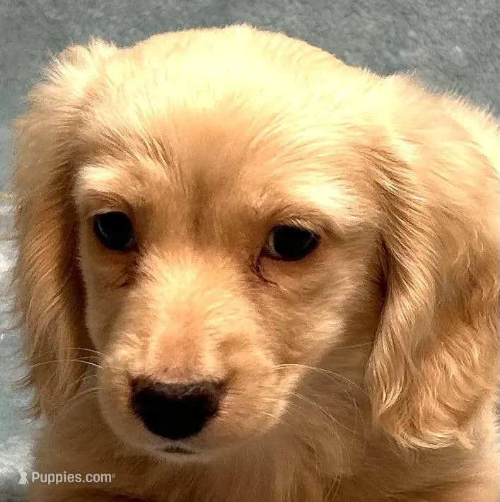 Ash – Miniature Dachshund puppy for sale in Tempe, AZ