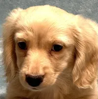 Ash, a male Miniature Dachshund for sale in Tempe, AZ – Photo 1 of 4