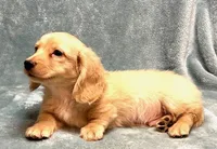 Ash, a male Miniature Dachshund for sale in Tempe, AZ – Photo 3 of 4