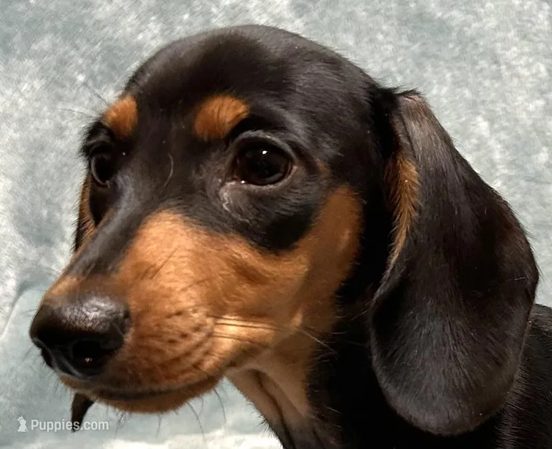 Coco – Miniature Dachshund puppy for sale in Tempe, AZ