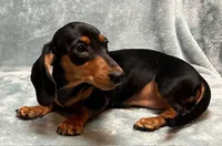 Coco, a female Miniature Dachshund for sale in Tempe, AZ – Photo 4 of 4