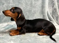 Coco, a female Miniature Dachshund for sale in Tempe, AZ – Photo 2 of 4