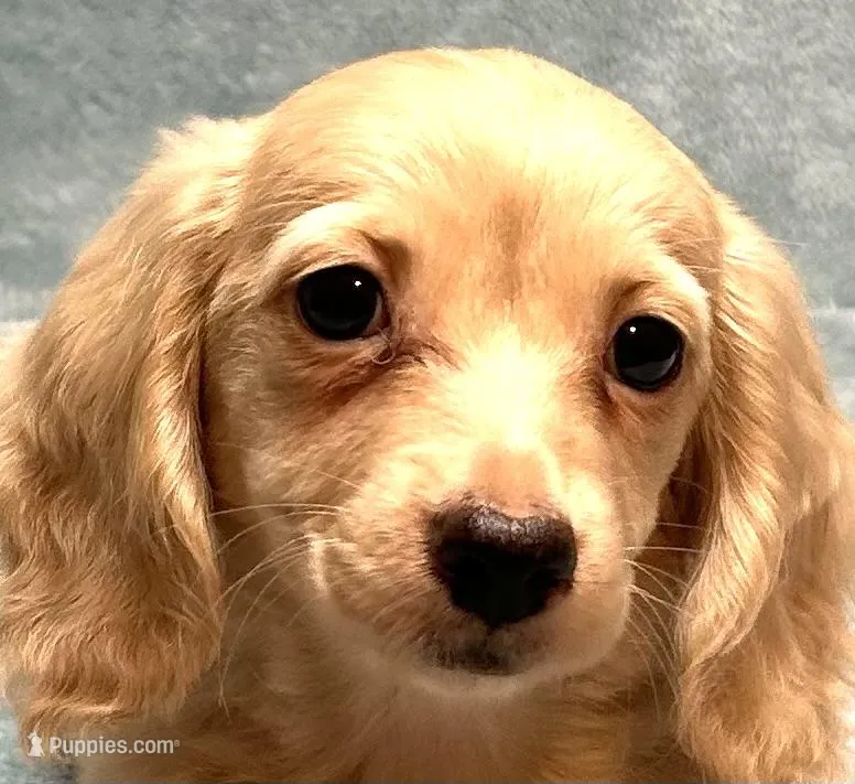 Lola – Miniature Dachshund puppy for sale in Tempe, AZ