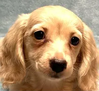 Lola, a female Miniature Dachshund for sale in Tempe, AZ – Photo 1 of 4