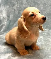 Lola, a female Miniature Dachshund for sale in Tempe, AZ – Photo 3 of 4