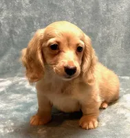 Lola, a female Miniature Dachshund for sale in Tempe, AZ – Photo 2 of 4