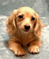 Lola, a female Miniature Dachshund for sale in Tempe, AZ – Photo 4 of 4