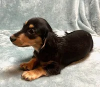 Raven , a female Miniature Dachshund for sale in Tempe, AZ – Photo 4 of 5