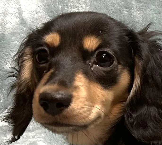 Raven , a female Miniature Dachshund for sale in Tempe, AZ – Photo 1 of 5