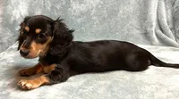 Raven , a female Miniature Dachshund for sale in Tempe, AZ – Photo 2 of 5