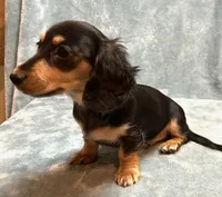 Raven , a female Miniature Dachshund for sale in Tempe, AZ – Photo 5 of 5