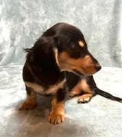 Raven , a female Miniature Dachshund for sale in Tempe, AZ – Photo 3 of 5