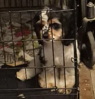 Missy, a female Cocker Spaniel for sale in Rochester, NH – 2 of 3