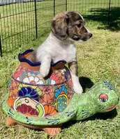 Lyrica, a female Miniature Dachshund for sale in Rochester, NH – 4 of 4