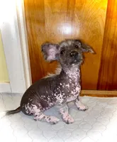 Lydia, a female Miniature Dachshund for sale in Rochester, NH – 3 of 4