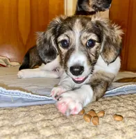 Lyrica, a female Miniature Dachshund for sale in Rochester, NH – 2 of 4