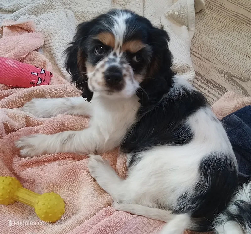 Missy – Cocker Spaniel puppy for sale in Rochester, NH