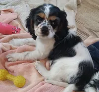 Missy, a female Cocker Spaniel for sale in Rochester, NH – 1 of 3