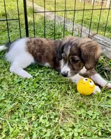 Lyrica, a female Miniature Dachshund for sale in Rochester, NH – 3 of 4