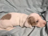 Bandit, a male Dachshund for sale in Rochester, NH – Photo 2 of 3