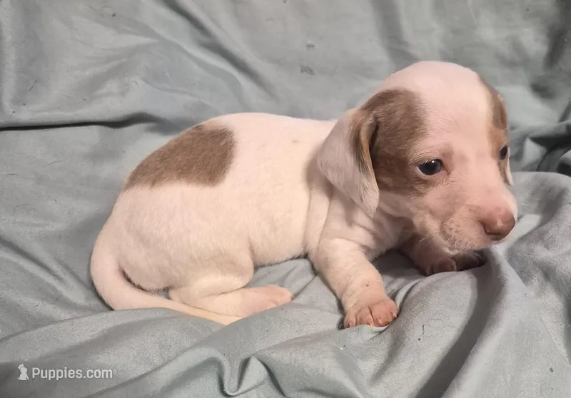 Bandit – Dachshund puppy for sale in Rochester, NH