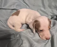 Bandit, a male Dachshund for sale in Rochester, NH – Photo 3 of 3