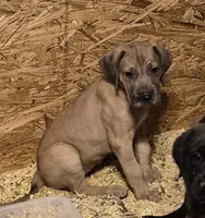 Daisy girl #1, a female Great Dane for sale in Rochester, NH – 1 of 1