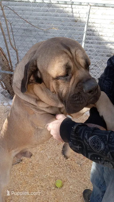 Duke and Delilah – Bullmastiff puppy for sale in Rochester, NH