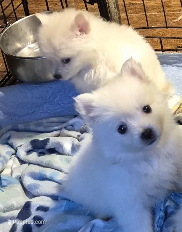 Pink girl  – American Eskimo, Pomeranian puppy for sale in Rochester, NH