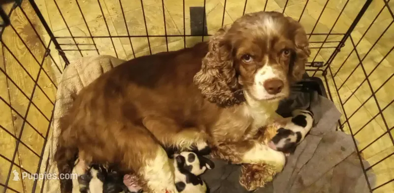 Marley  – Cocker Spaniel puppy for sale in Rochester, NH