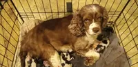 Marley , a female Cocker Spaniel for sale in Rochester, NH – 1 of 1