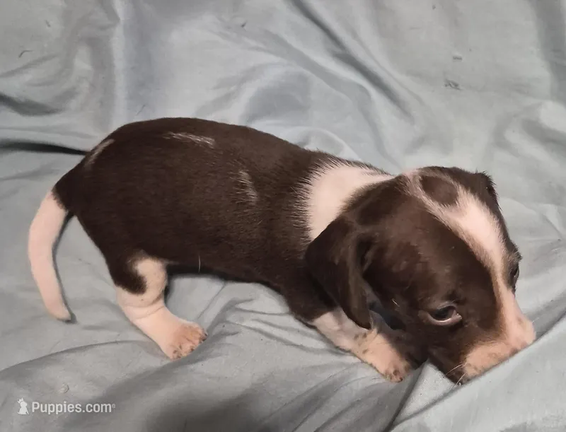 Peanut – Dachshund puppy for sale in Rochester, NH