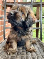 Lucy, a female Miniature Dachshund for sale in Rochester, NH – 4 of 5