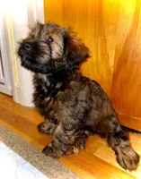 Lucy, a female Miniature Dachshund for sale in Rochester, NH – 3 of 5