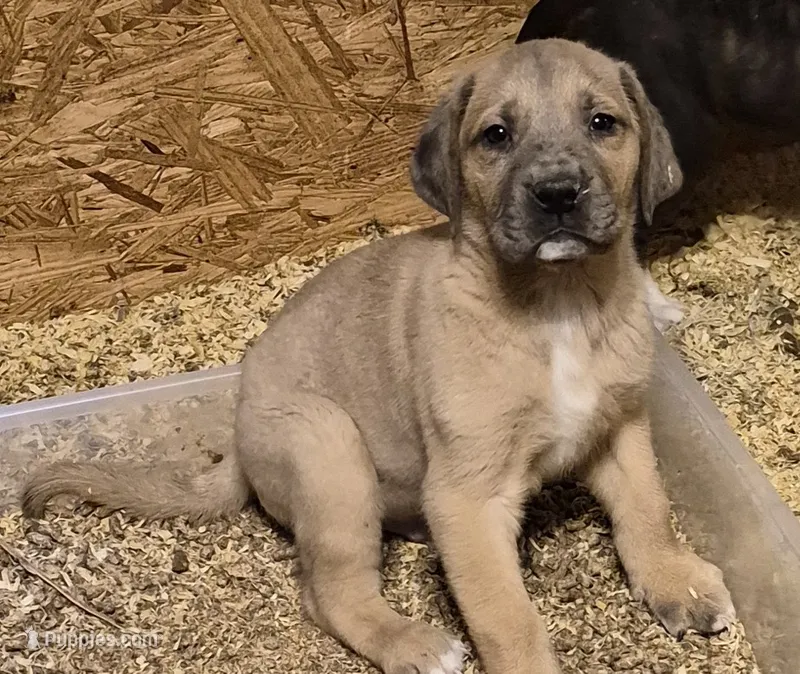 Daisy boy – Great Dane puppy for sale in Rochester, NH