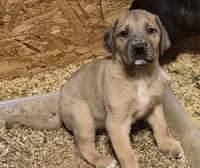 Daisy boy, a male Great Dane for sale in Rochester, NH – 1 of 1