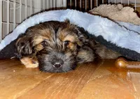 Lucy, a female Miniature Dachshund for sale in Rochester, NH – 5 of 5