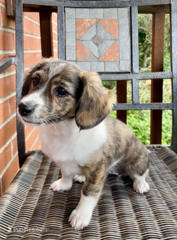 Lyrica – Miniature Dachshund puppy for sale in Rochester, NH