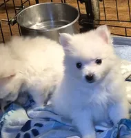 Pink girl , a female American Eskimo and Pomeranian for sale in Rochester, NH – 4 of 4