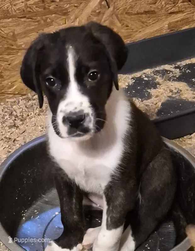 Daisy girl #2 - daniff  – Great Dane puppy for sale in Rochester, NH