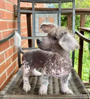 Lydia, a female Miniature Dachshund for sale in Rochester, NH – 2 of 4