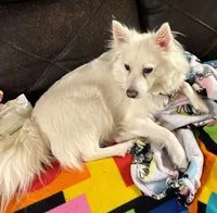 Lilly , a female American Eskimo for sale in Rochester, NH – 1 of 1