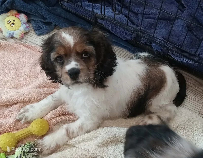 Lady – Cocker Spaniel puppy for sale in Rochester, NH